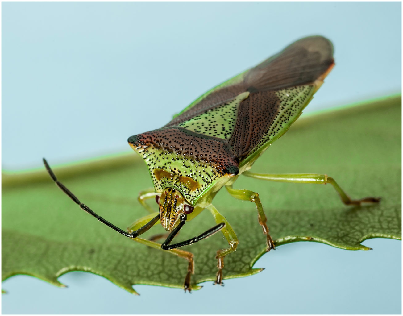 Valokuvaaja: Eino Hämäläinen
