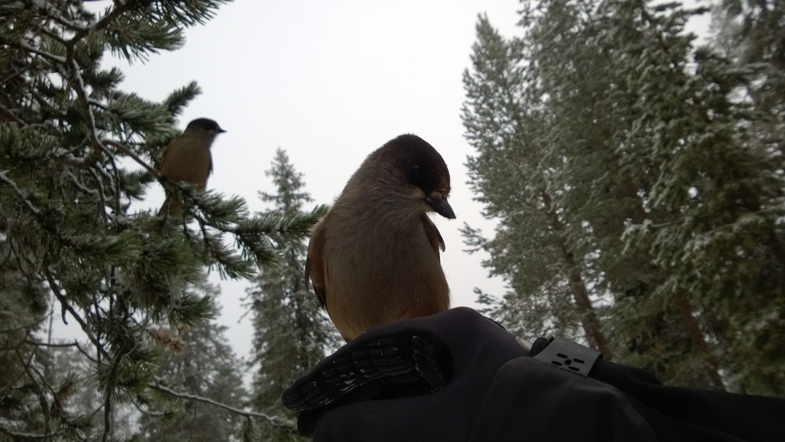 Valokuvaaja: Juha Lehmonen