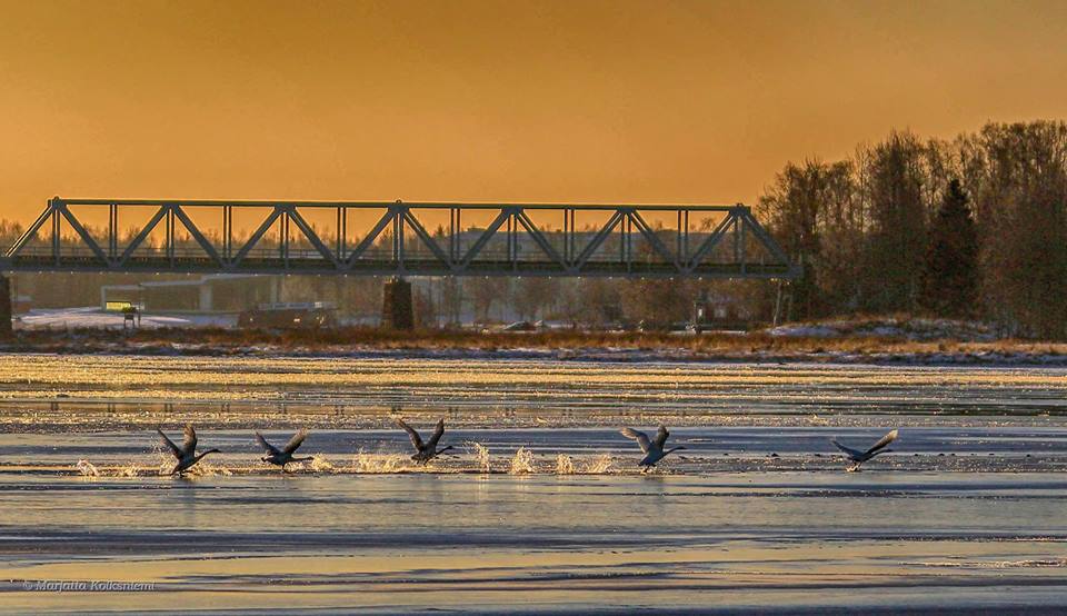 Valokuvaaja: Marjatta Koiksniemi