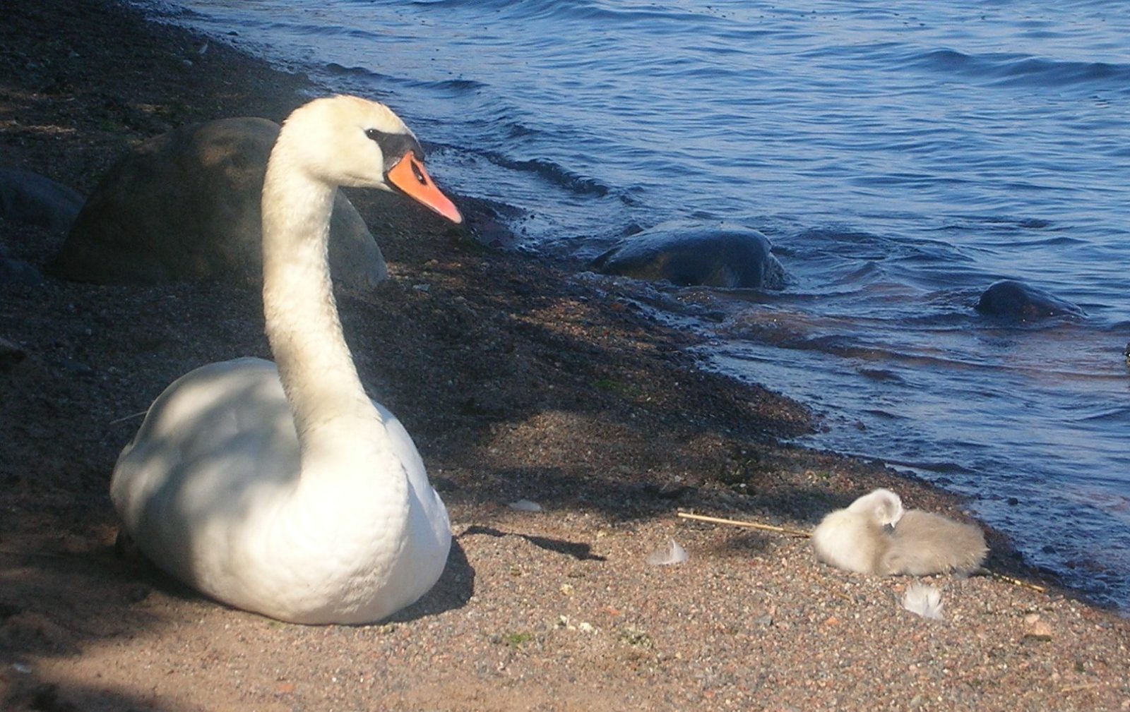 Valokuvaaja: Saara Kokkonen