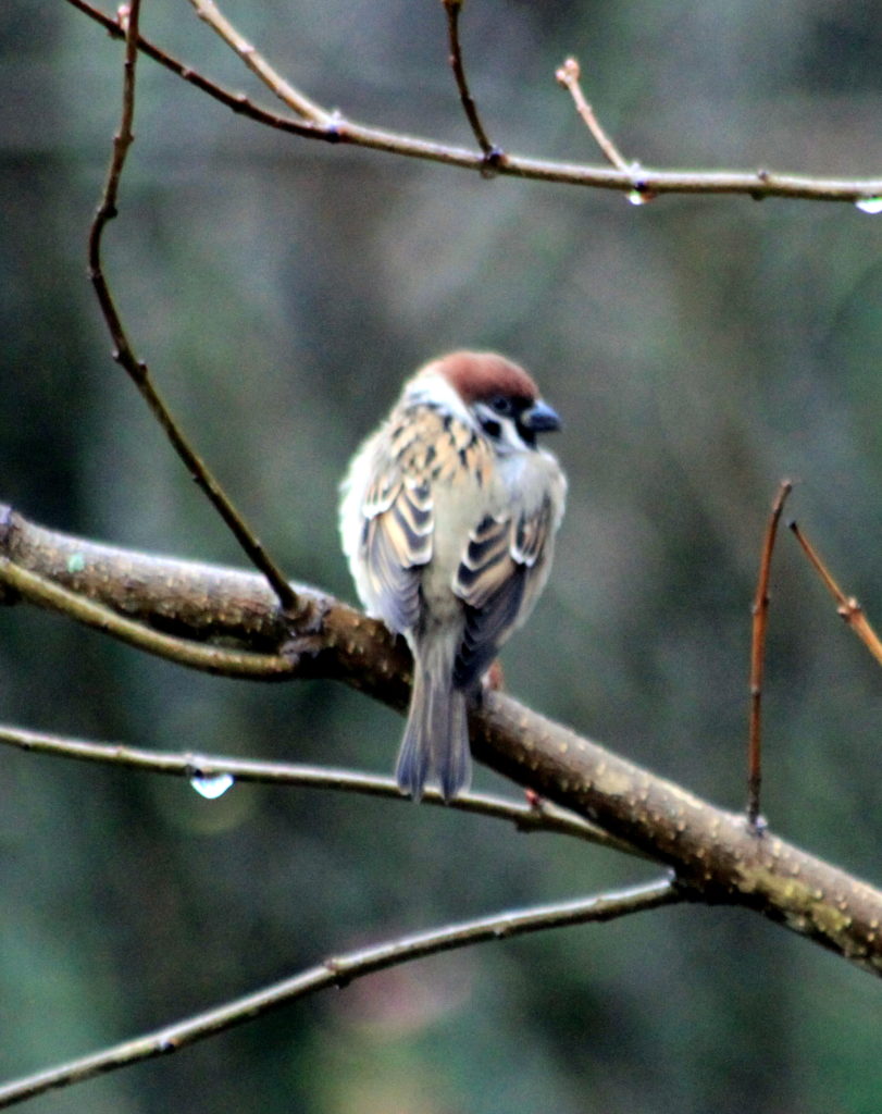 Valokuvaaja: tapio keinonen