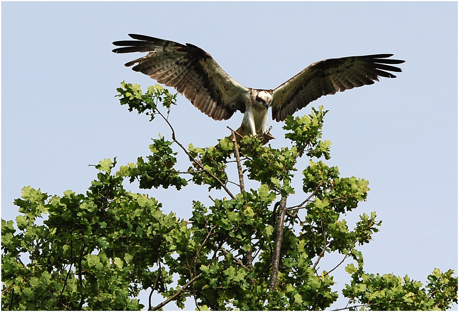 Valokuvaaja: Eino Hämäläinen