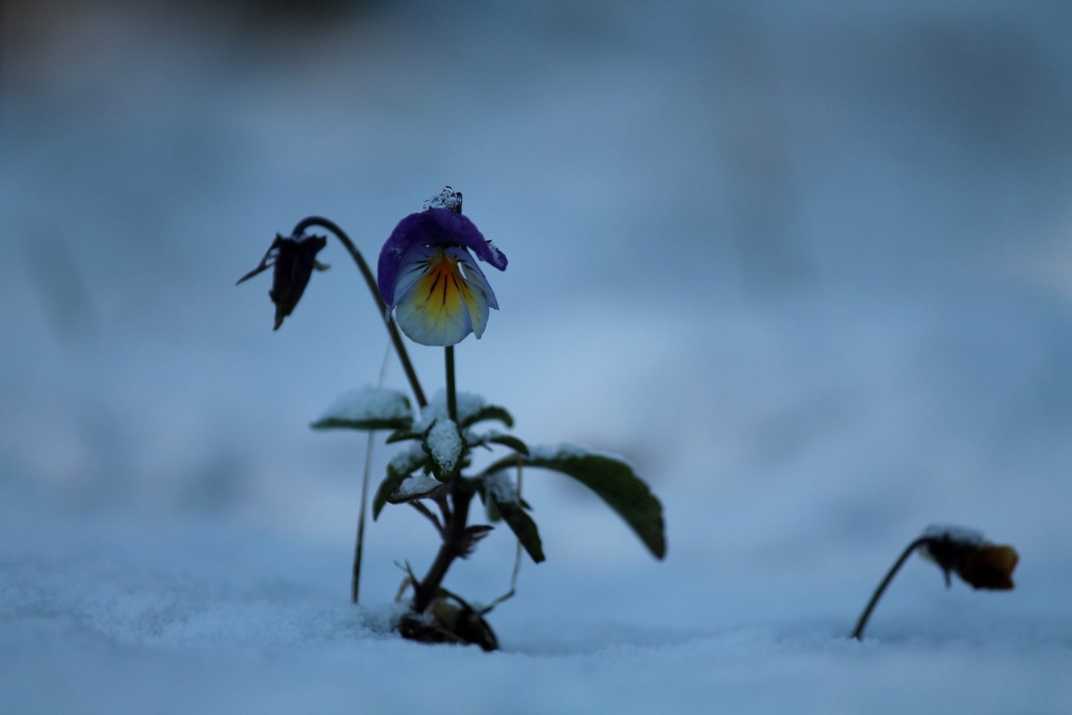 Valokuvaaja: tuomisto-lehtinen minna