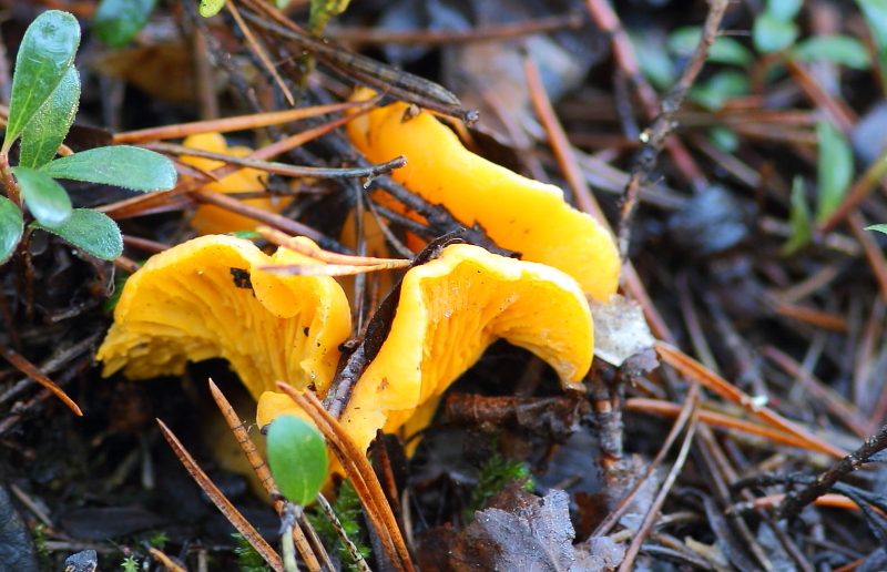 Valokuvaaja: Hanna Järvinen