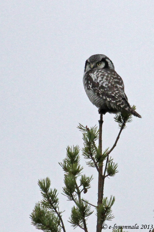 Valokuvaaja: Eeva-Liisa Vuonnala