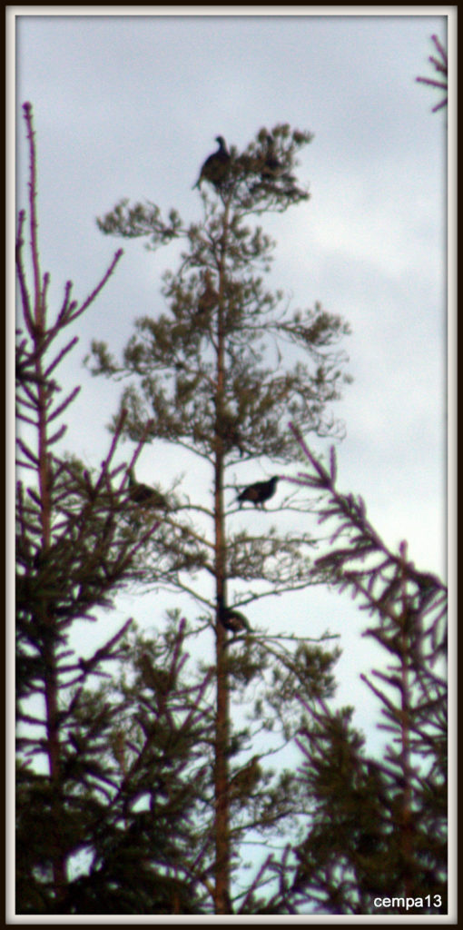 Valokuvaaja: tapio keinonen Valokuvaaja: tapio keinonen