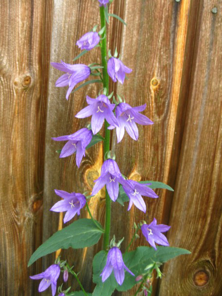 Valokuvaaja: Ani Skinnari