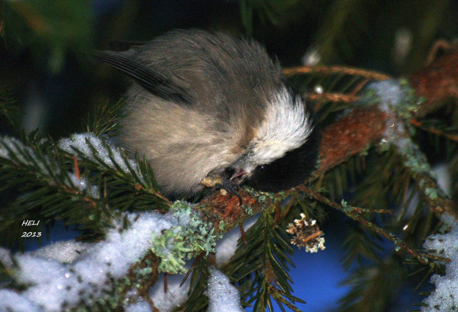Valokuvaaja: Heli Korhonen Valokuvaaja: Heli Korhonen