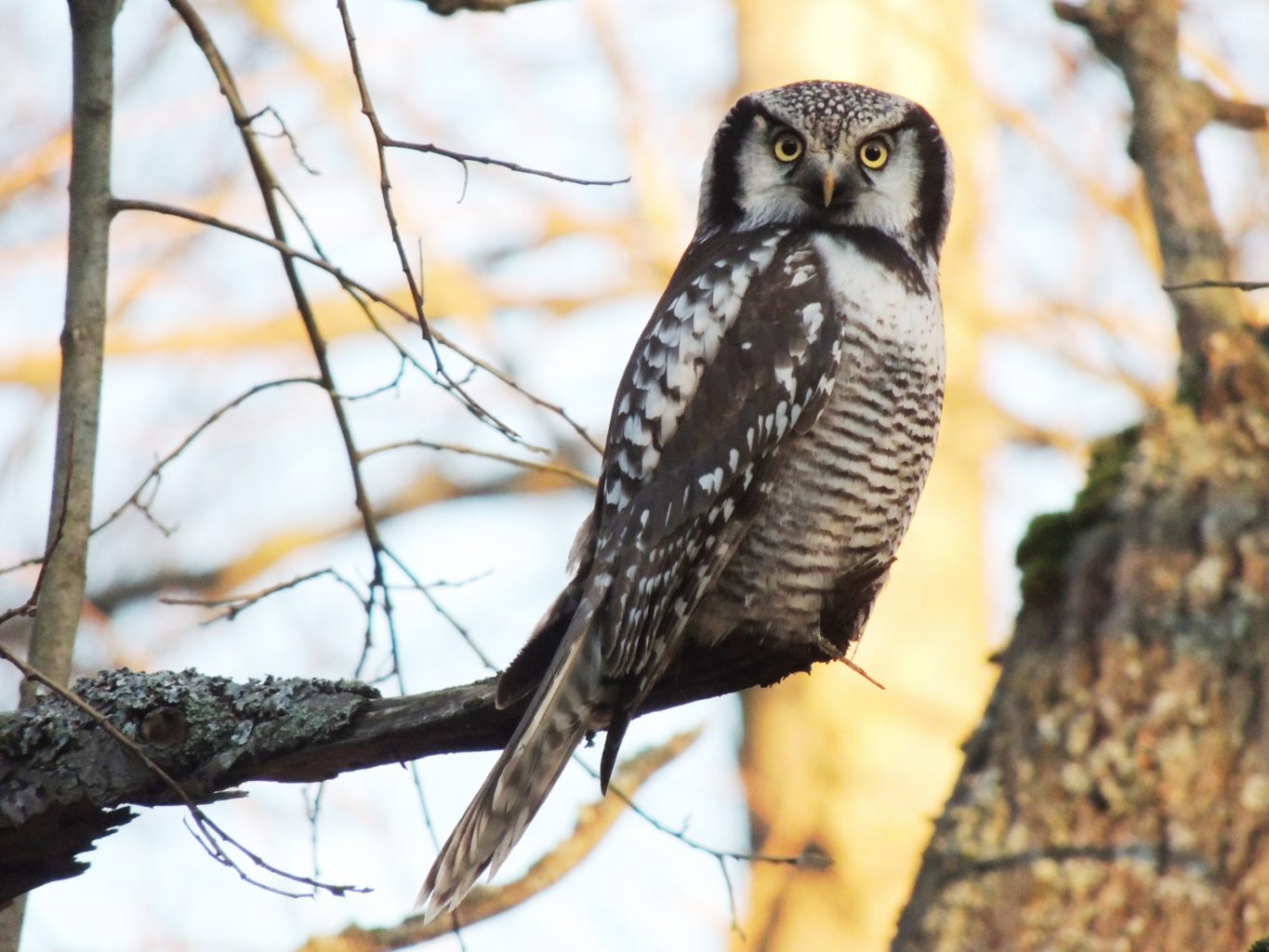 Valokuvaaja: Pirjo Sital