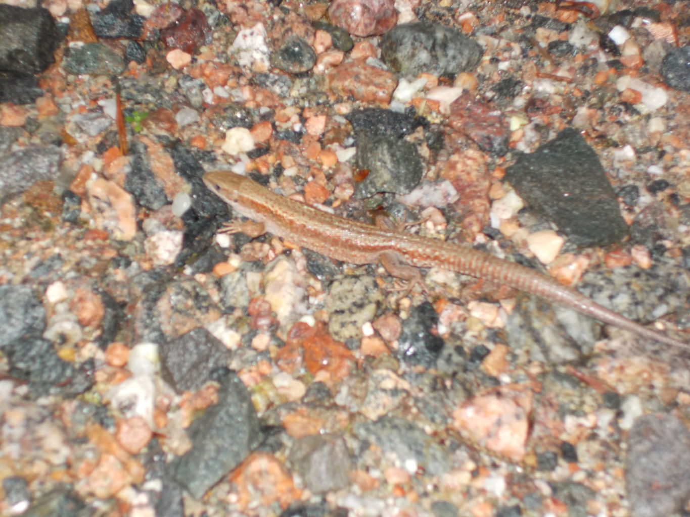 Valokuvaaja: Jaana Honkanen Valokuvaaja: Jaana Honkanen