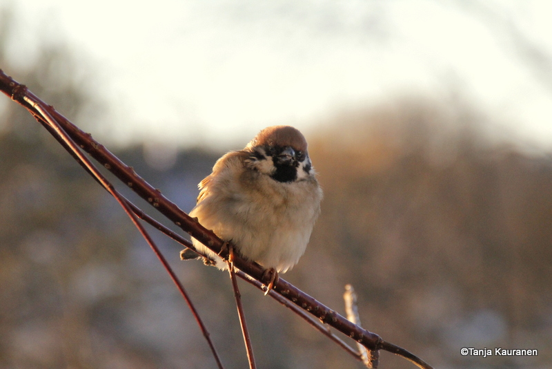 Valokuvaaja: Tanja Kauranen Valokuvaaja: Tanja Kauranen