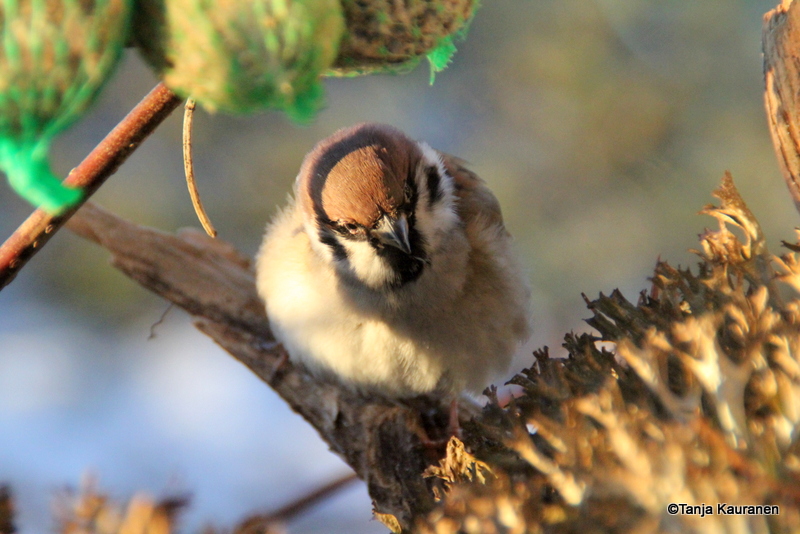 Valokuvaaja: Tanja Kauranen