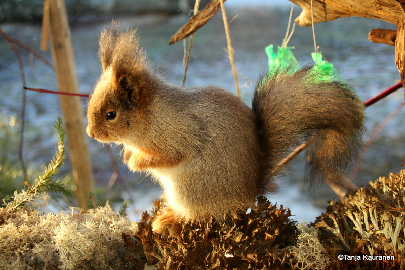 Valokuvaaja: Tanja Kauranen