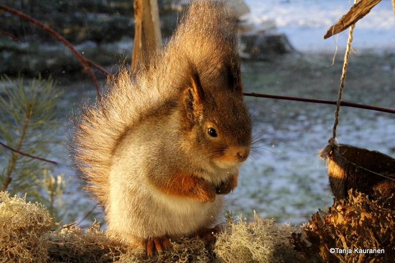 Valokuvaaja: Tanja Kauranen