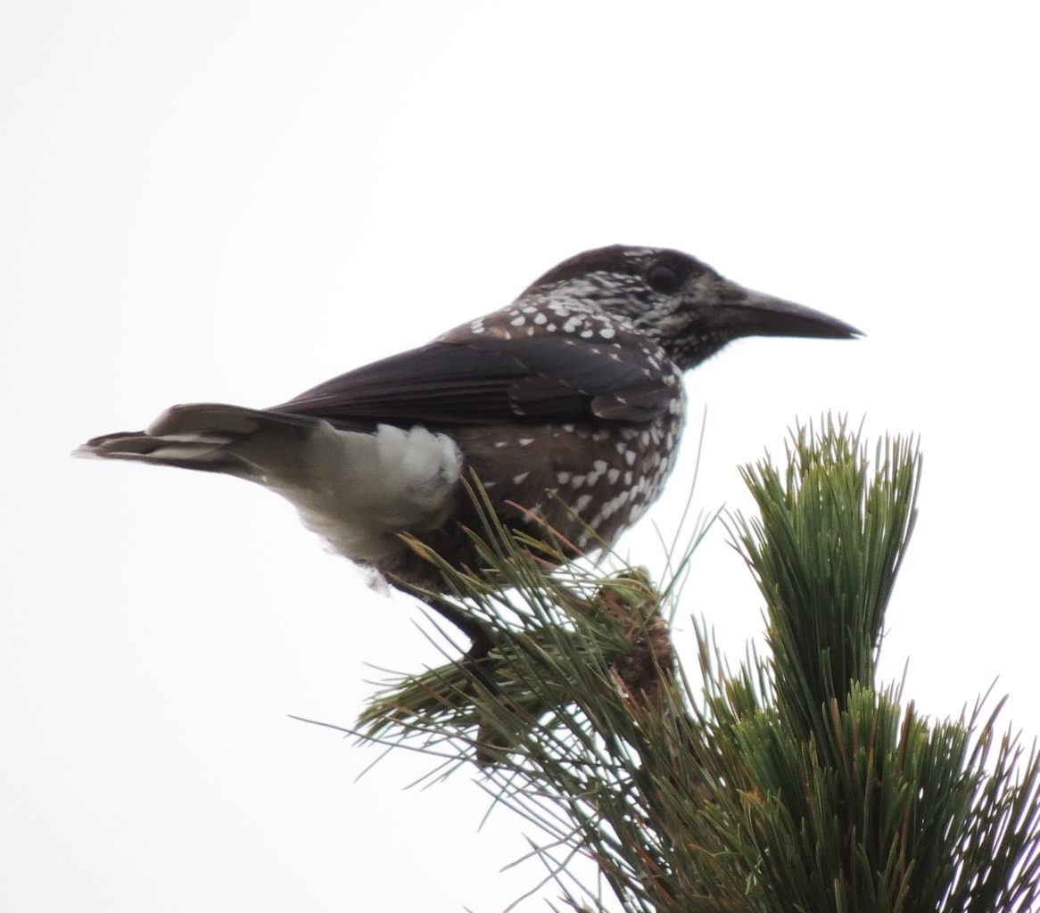 Valokuvaaja: Pirjo Sital Valokuvaaja: Pirjo Sital