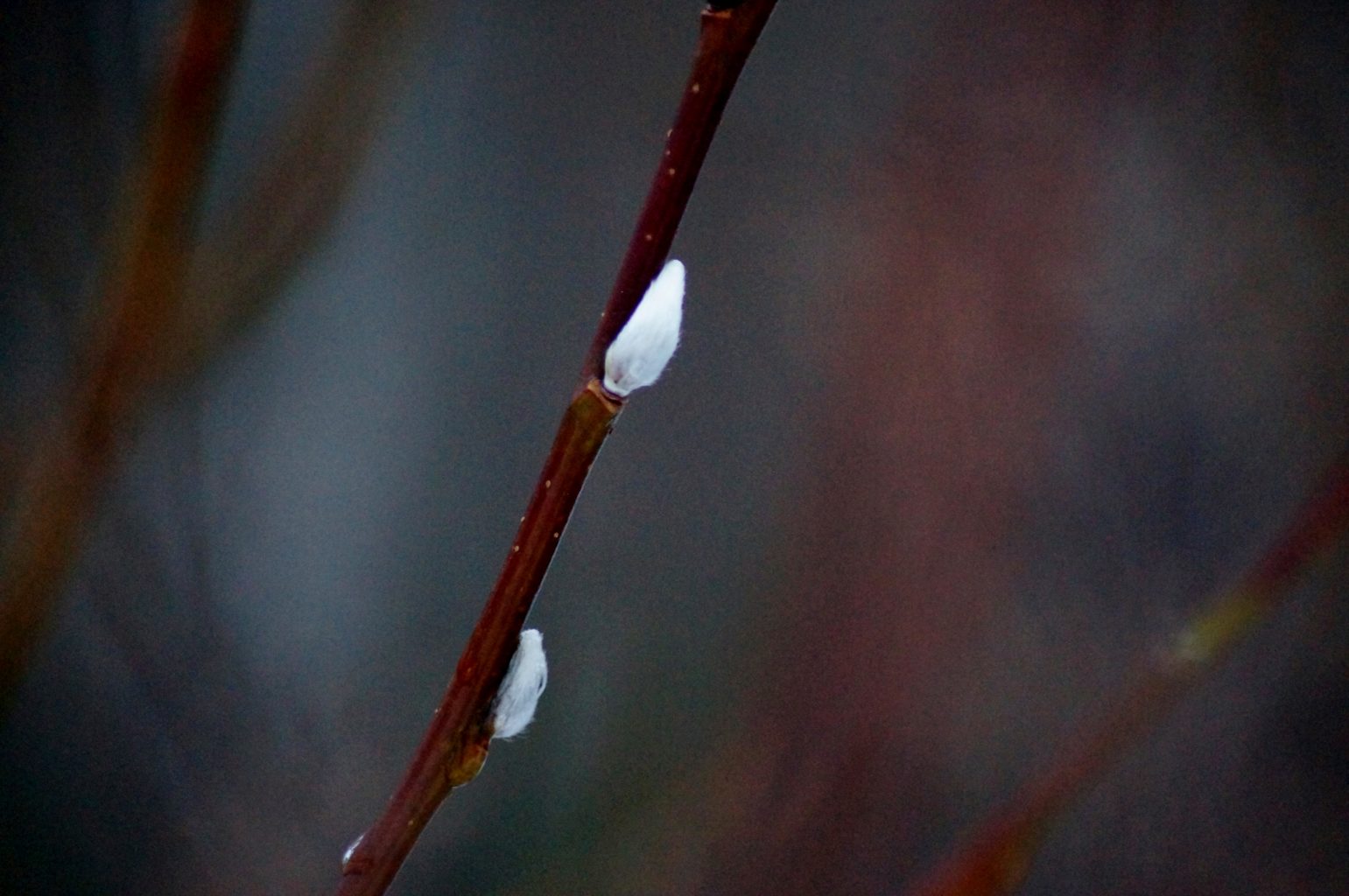 Valokuvaaja: Maarit Siitonen