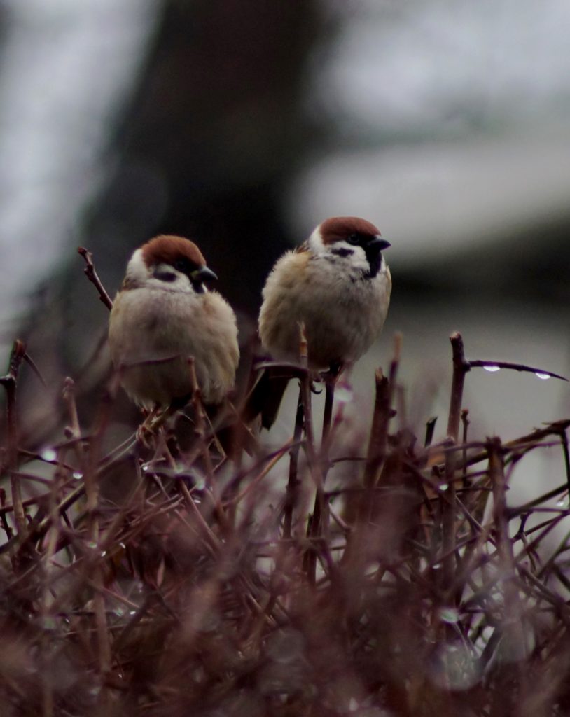 Valokuvaaja: Maarit Siitonen Valokuvaaja: Maarit Siitonen