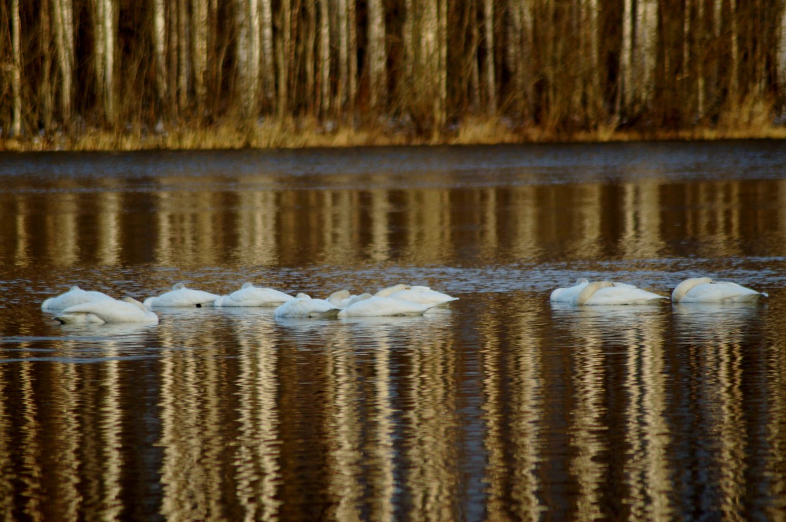 Valokuvaaja: Maarit Siitonen Valokuvaaja: Maarit Siitonen