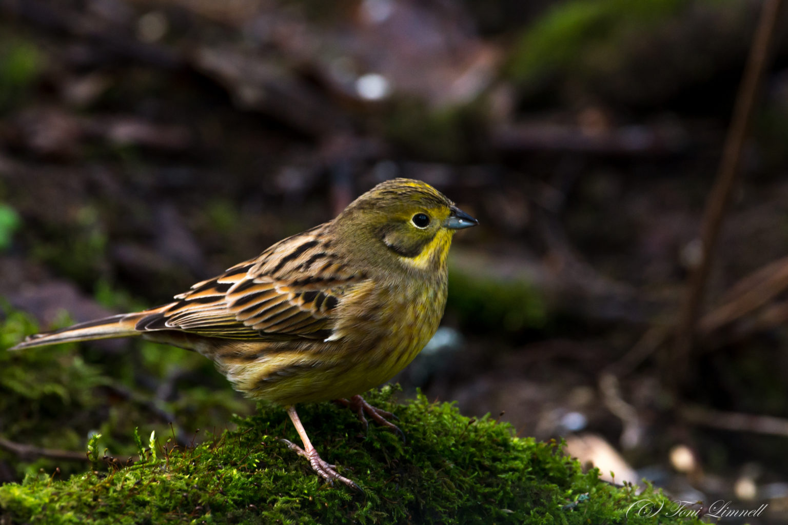 Valokuvaaja: Toni Limnell