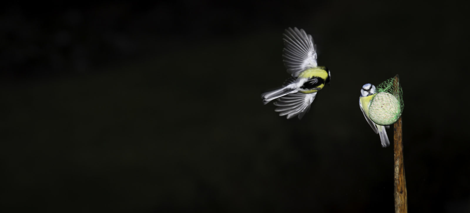 Valokuvaaja: Satu Mali