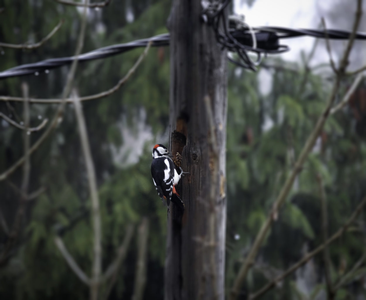 Valokuvaaja: Satu Mali