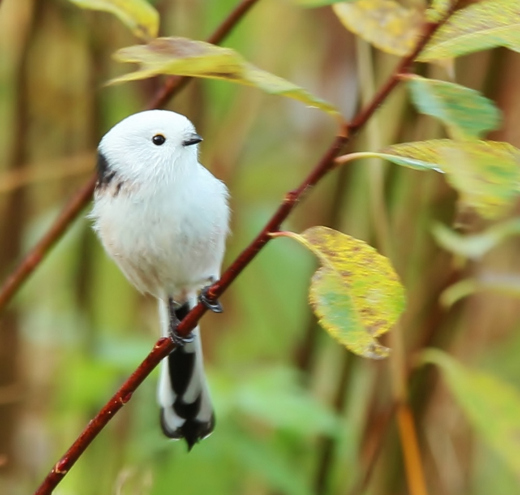 Valokuvaaja: Tuula Pirnes