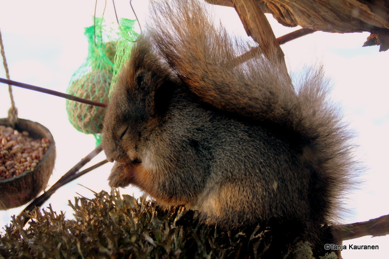 Valokuvaaja: Tanja Kauranen