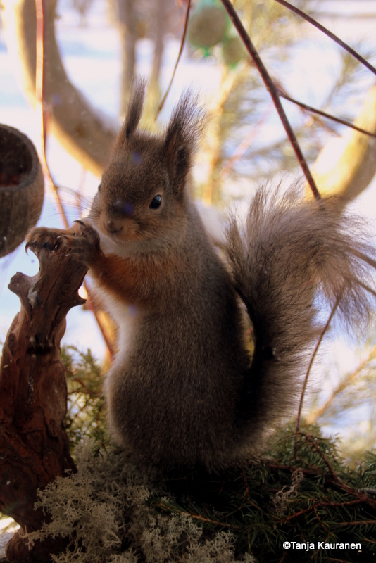 Valokuvaaja: Tanja Kauranen