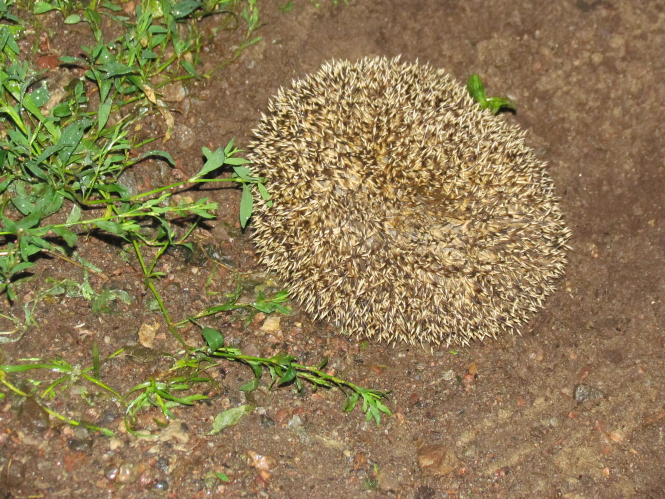 Valokuvaaja: Tapani Henttonen Valokuvaaja: Tapani Henttonen