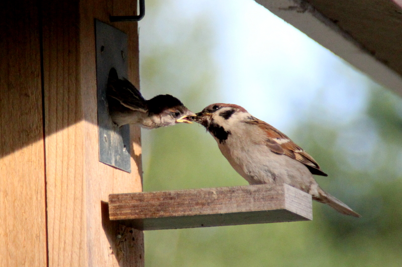 Valokuvaaja: Tanja Kauranen