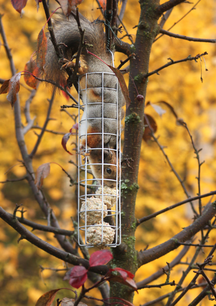 Valokuvaaja: Tarja Porkkala