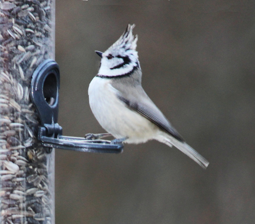 Valokuvaaja: Yrjö Kivinen