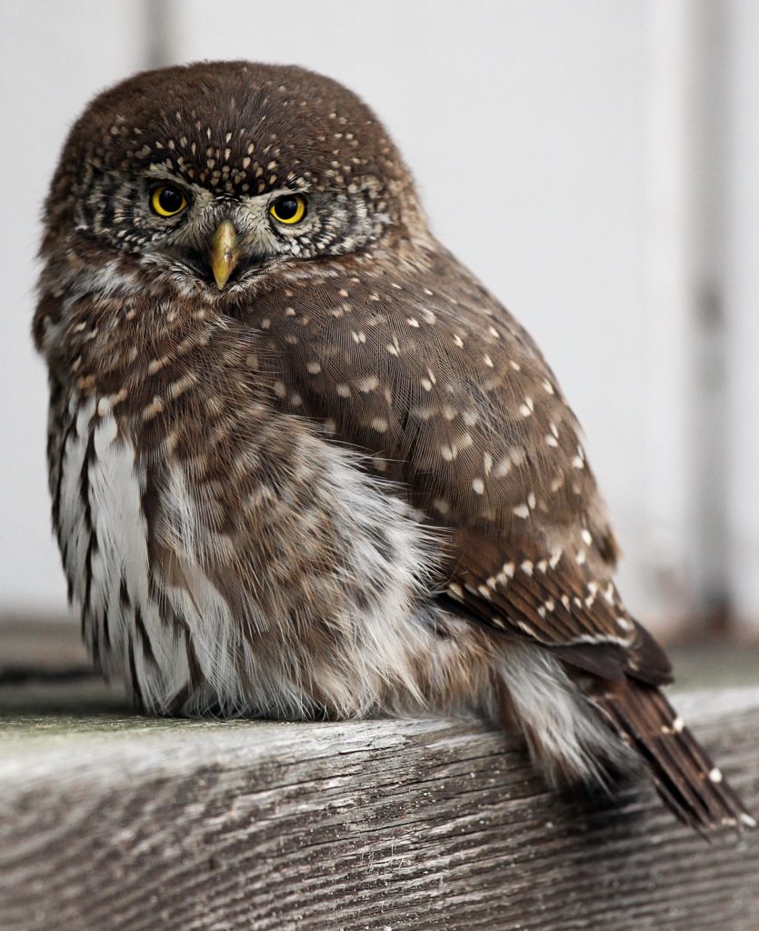 Valokuvaaja: Heikki Pamilo