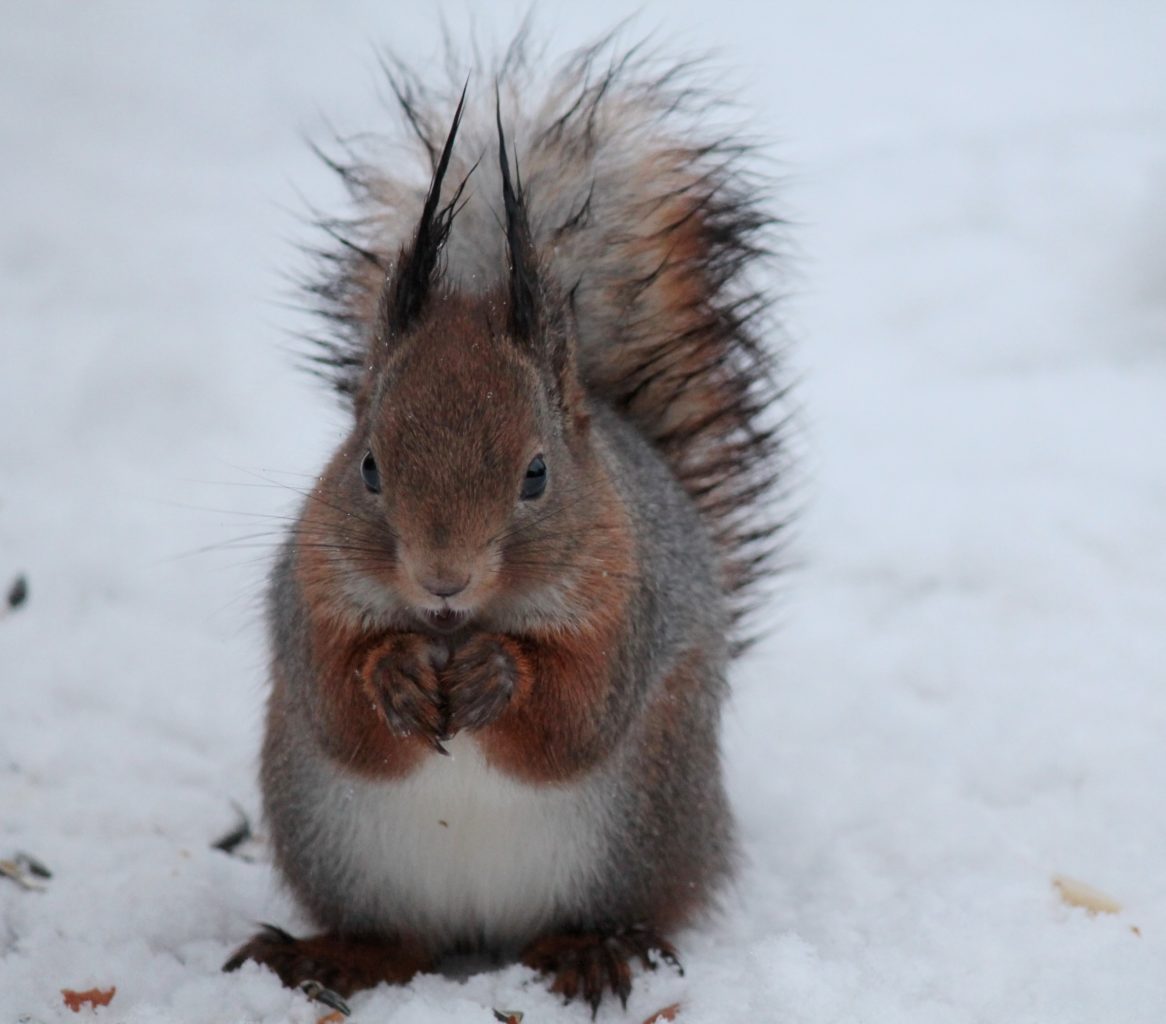 Valokuvaaja: tuomisto-lehtinen minna