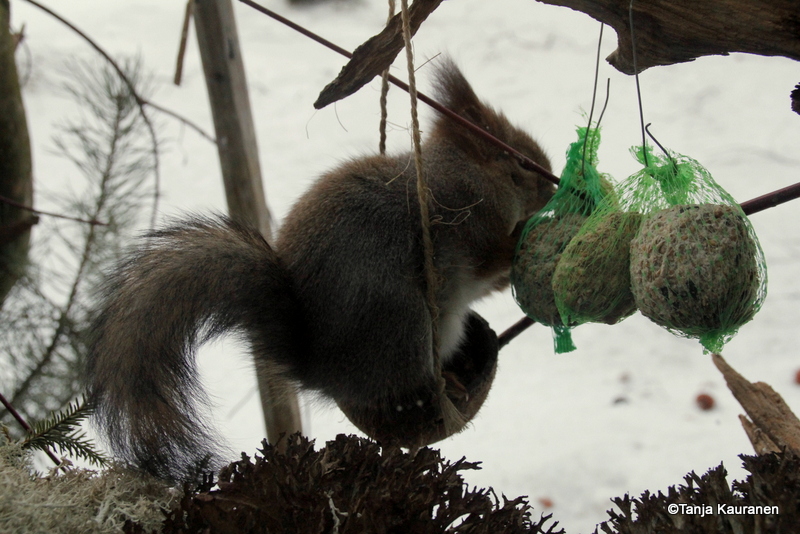 Valokuvaaja: Tanja Kauranen