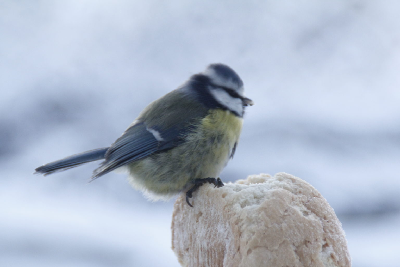 Valokuvaaja: Tanja Kauranen
