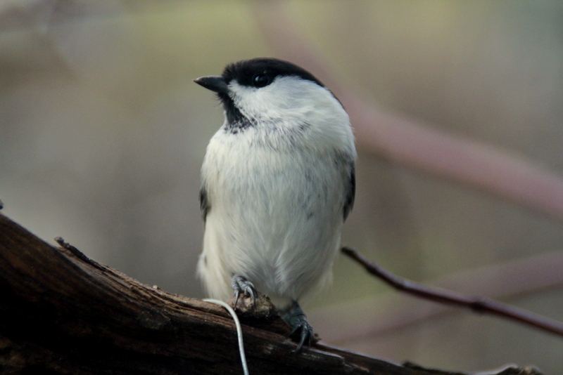 Valokuvaaja: Tanja Kauranen