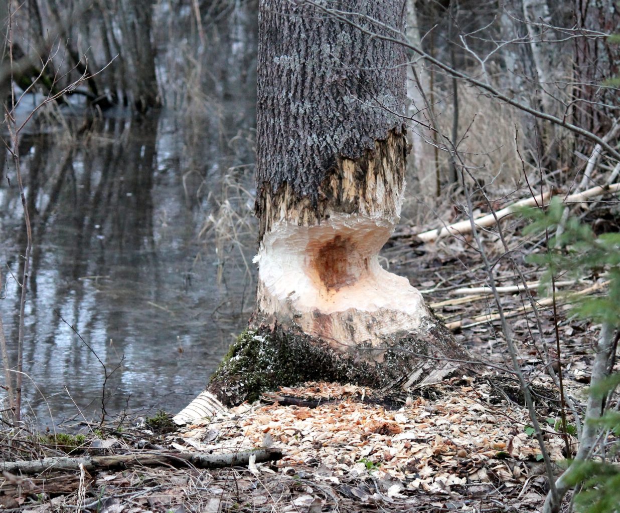 Valokuvaaja: tuomisto-lehtinen minna