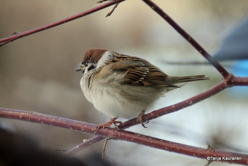 Valokuvaaja: Tanja Kauranen
