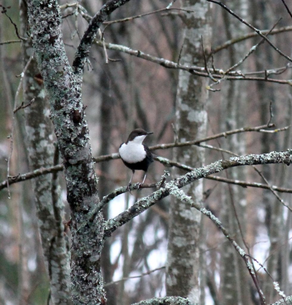 Valokuvaaja: tuomisto-lehtinen minna