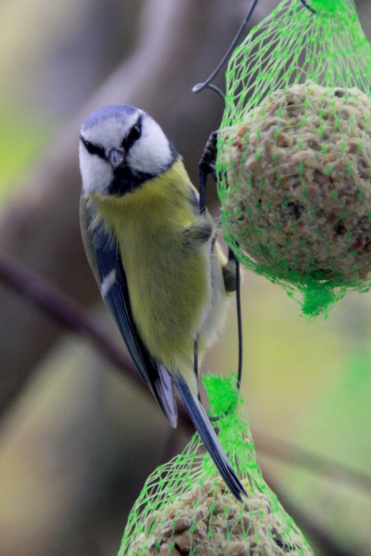 Valokuvaaja: Tanja Kauranen