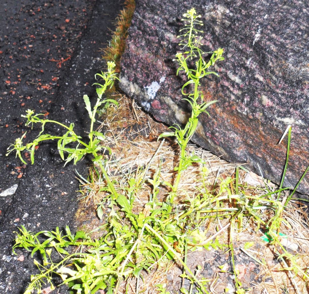 Valokuvaaja: Liisa Seppinen