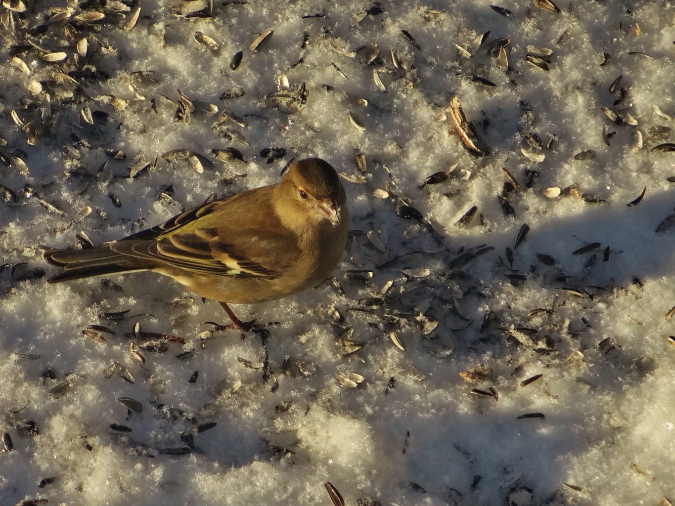 Valokuvaaja: Aune Viik