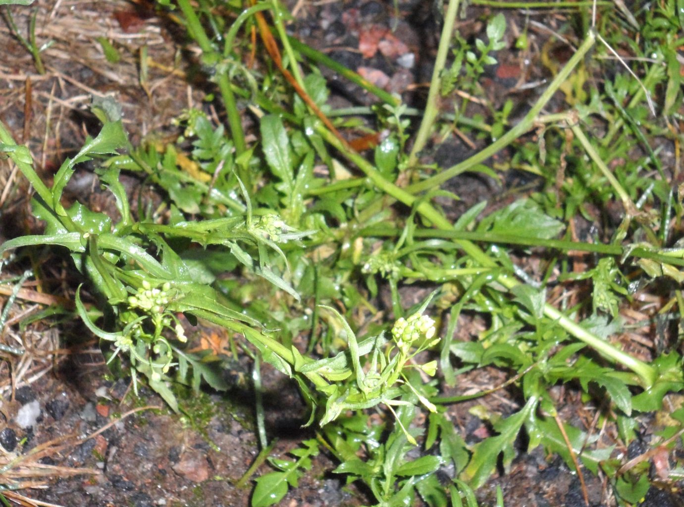 Valokuvaaja: Liisa Seppinen