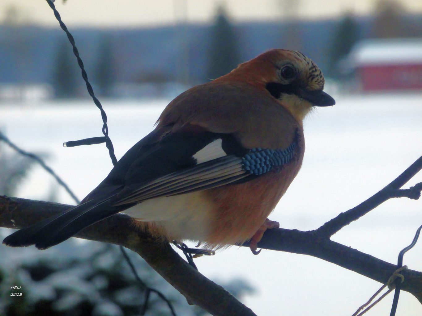 Valokuvaaja: Heli Korhonen