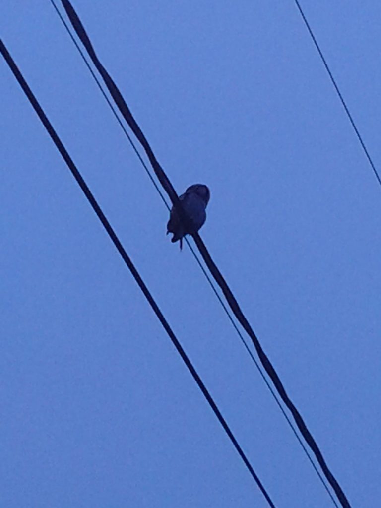 Valokuvaaja: Heli Heiniö