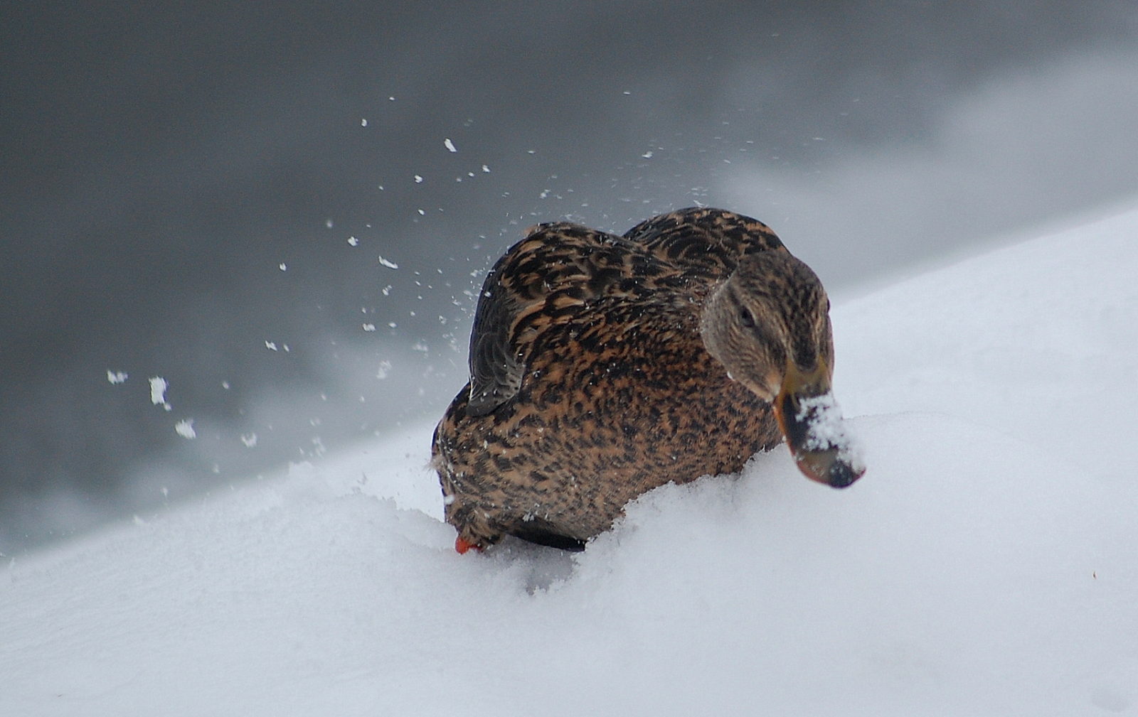 Valokuvaaja: Eija Varjola Valokuvaaja: Eija Varjola