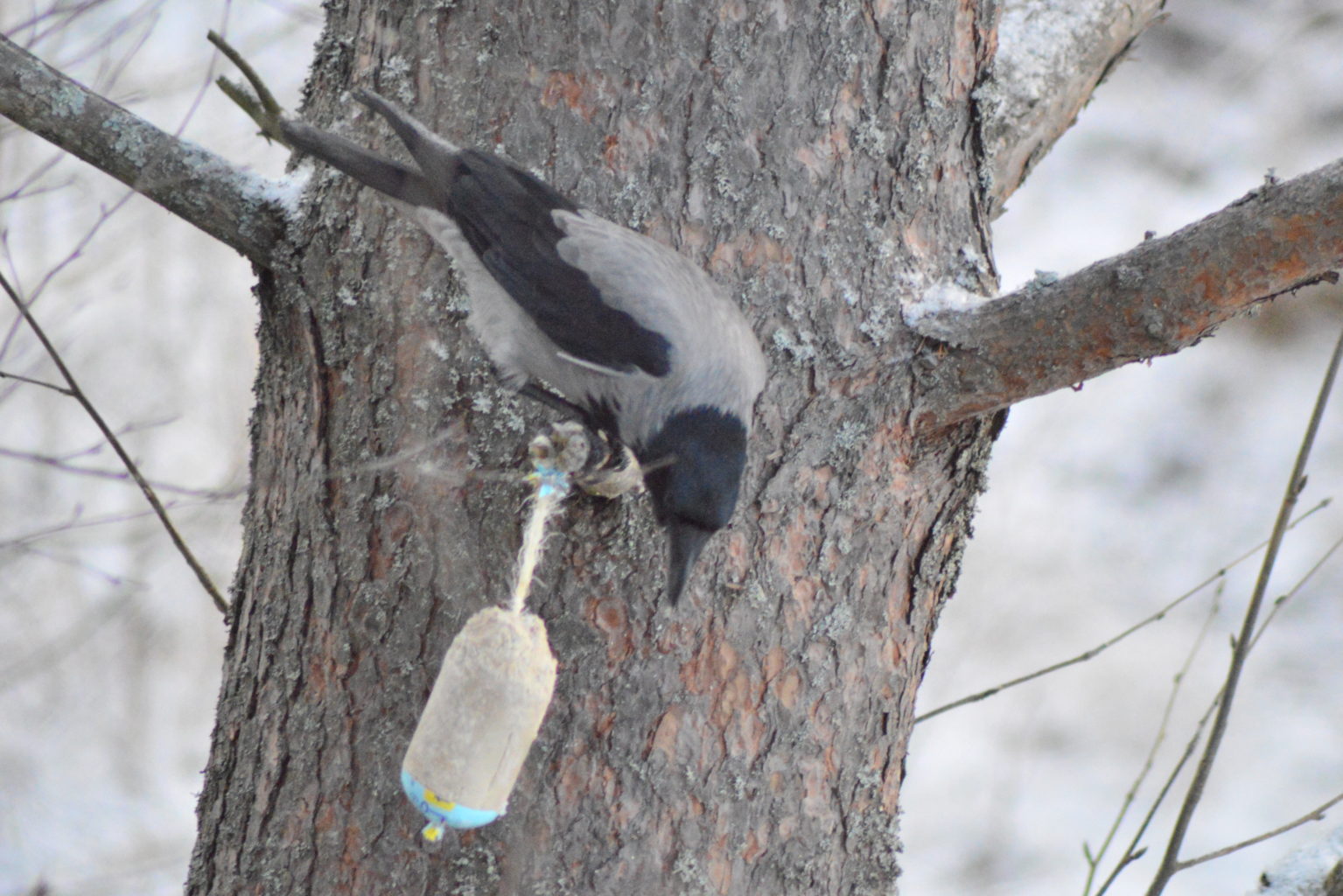 Valokuvaaja: Eetu Berg