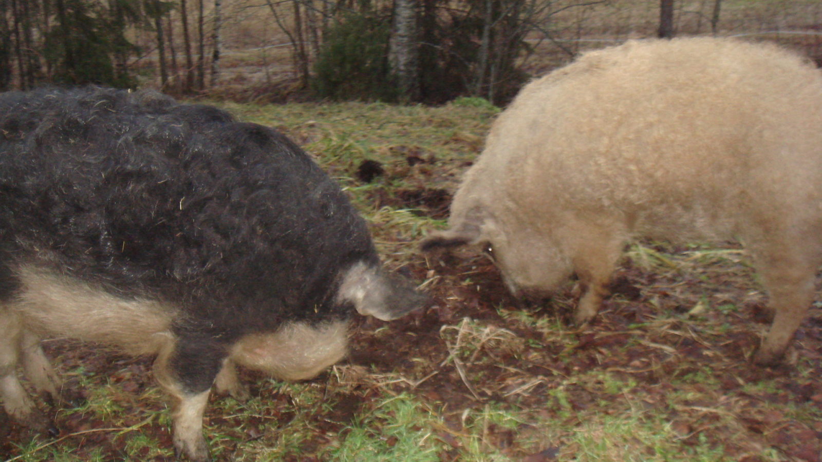 Valokuvaaja: Sonja Laaksonen