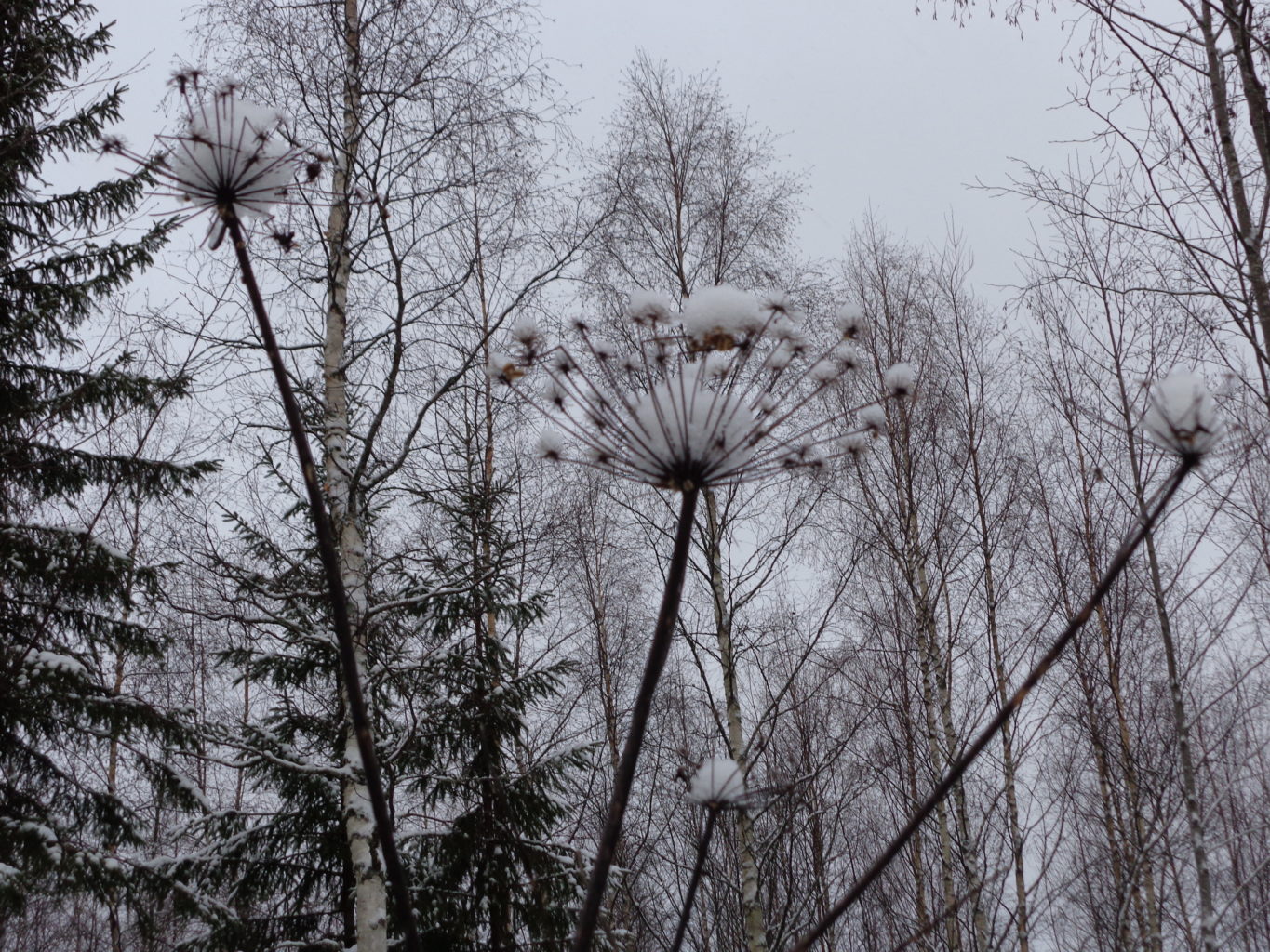 Valokuvaaja: Heli Heiniö Valokuvaaja: Heli Heiniö